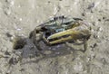 Uca dussumeri spinataThe claws of fiddler crab
